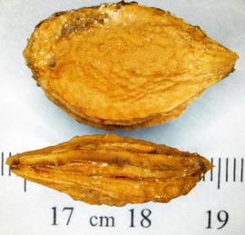   Fruits:   Prunus domestica,nbsp; pyrenes; Photo by N. Diaz, USDA APHIS PPQ, imageID.idtools.org
